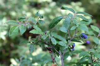Wild blueberries