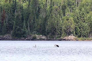 The eagle heads toward drier land