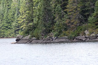 The faceoff ... aka - the end of the great blue heron