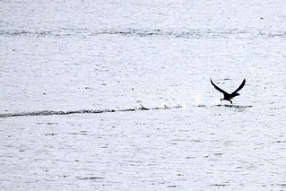 Loons are not very good at taking off