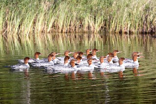A flock of mergansers