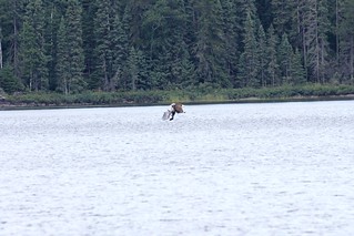Bald eagle carrying a great blue heron