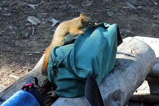 Squirrel - Tryin to get to that GORP