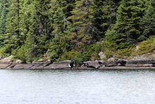 The bald eagle drags the dying great blue heron back to shore
