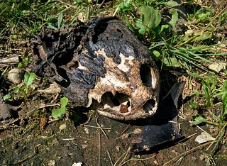 Turtle skull