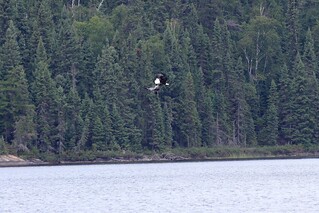 This eagle just grabbed that great blue heron out of mid air