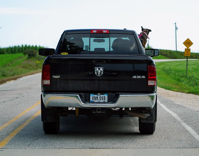Gemma's really hanging out of that truck window