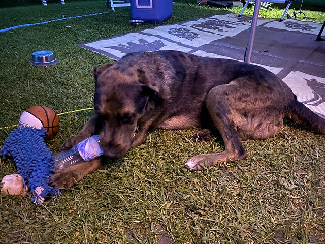 All these toys, but I'd rather just eat this water bottle