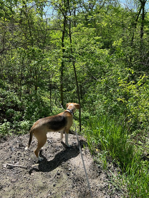 Curious about the ravine