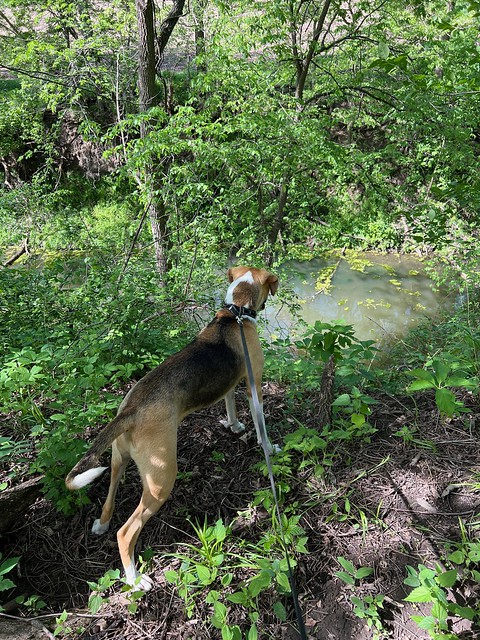 Curious about the stream near the campground
