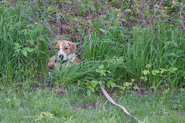 Chillin in the tall grass