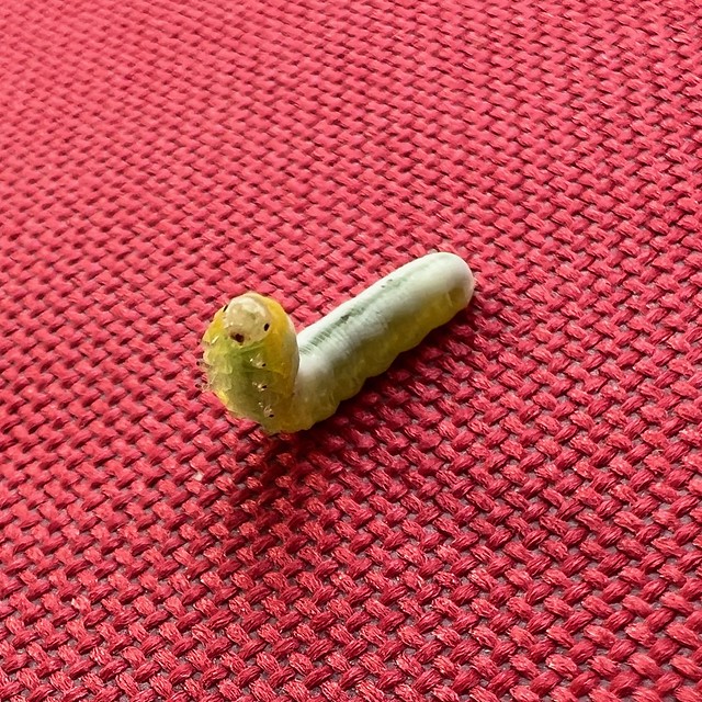 Vicious boy. Very strong and scary.