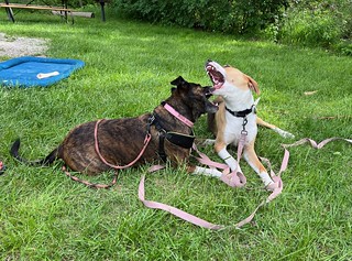 Gemma - Flailin heads