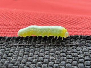 Bug - Little guy, just passin by. I think this is a young Copper Underwing caterpillar.