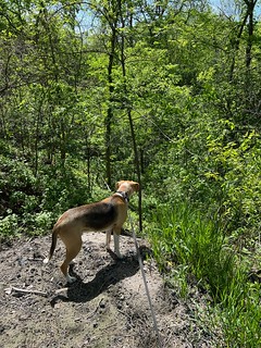 Curious about the ravine