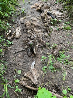 Wildlife - Raccoon skin and bones