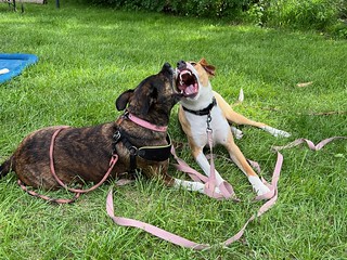 Gemma - Very aggressive