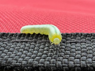 Bug - Hey little buddy