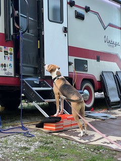 Camper - Durby likes the big camper