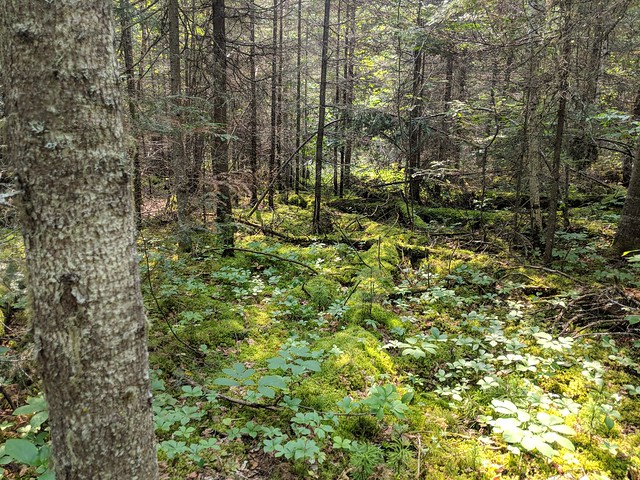 Explorin around the cabin