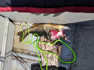 David forgot to pull the stringer in and chopped up all my fish in the prop, lol