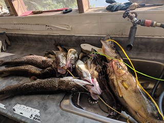 Some fish to clean and take home