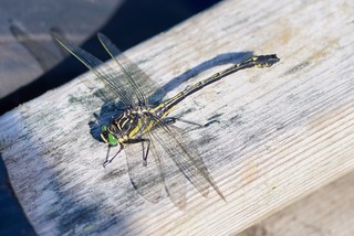 Dragonfly