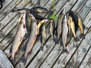 Got some more fish to take home