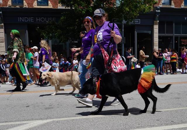 Look at this dog's skirt