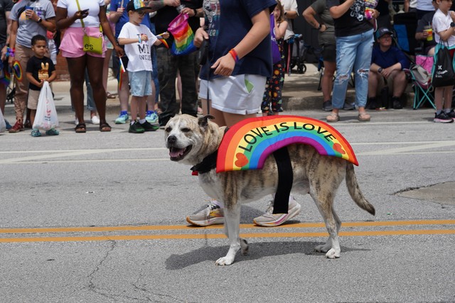 Love is Love pup