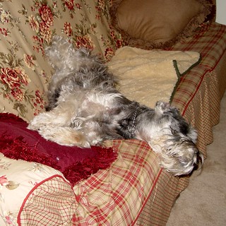 Chomp Sleeping Awesomely