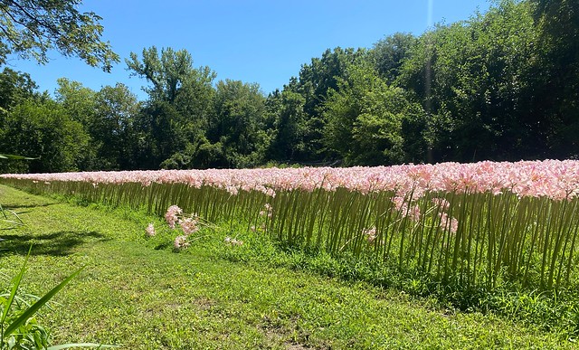 This flower patch was wild