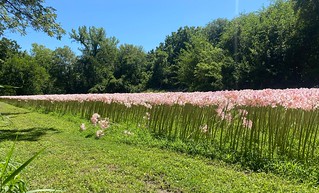 This flower patch was wild