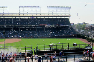 Baseball - The gulls!