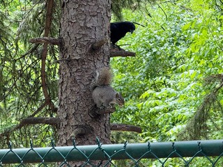 Squirrel - That crow wants that nut