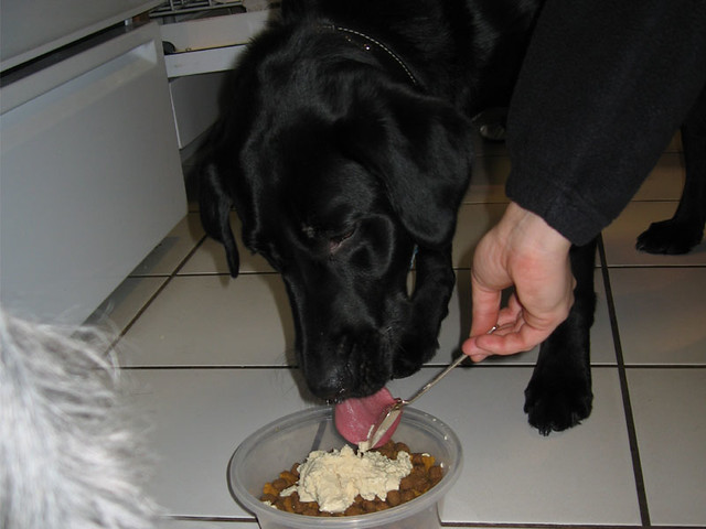 eating doggy ice cream