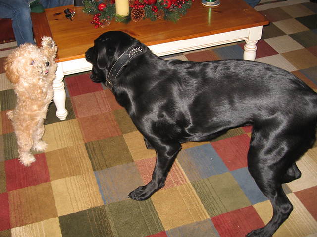 Pumpkin and Ninja playing