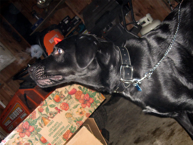 Amazed by smoke rings