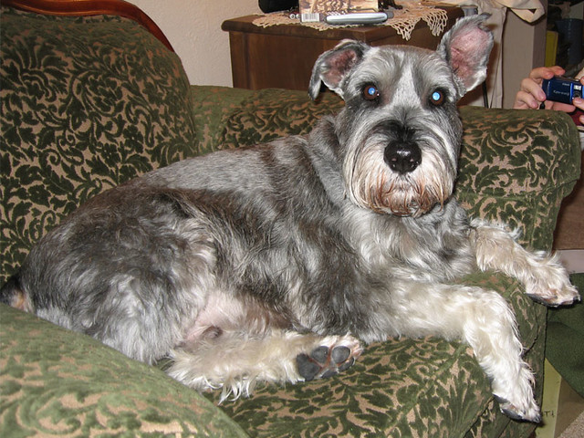 Look at his left ear... this is why his name is chomp