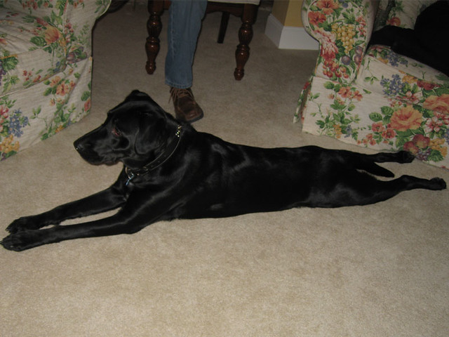 A long dog