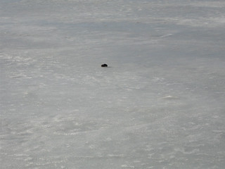 606 - He didn't quite make it off the ice