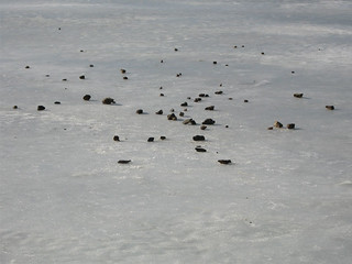 Mole - Throwing rocks at the mole on the river
