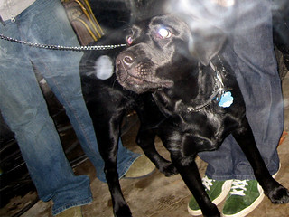 Port Byron - Ninja was amazed by the smoke rings