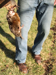 Mole - Biggest Mole Ever