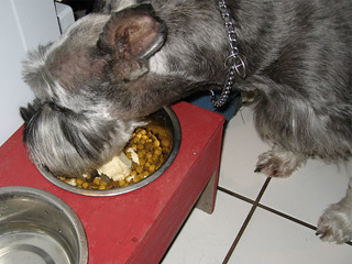 Chomp - eating doggy ice cream