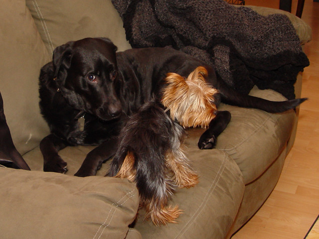 Ninja might be a little annoyed