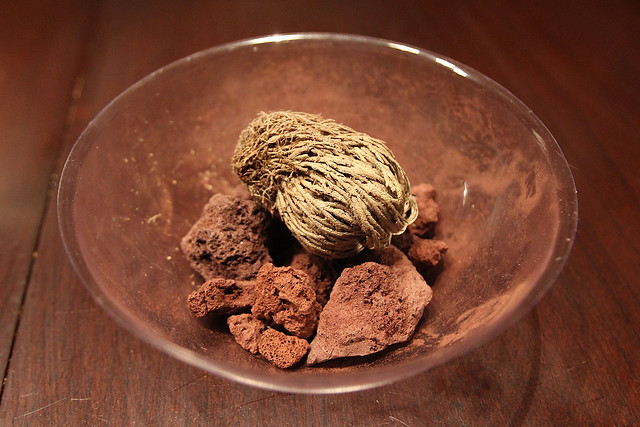 The dead Dinosaur Plant that Kari got me