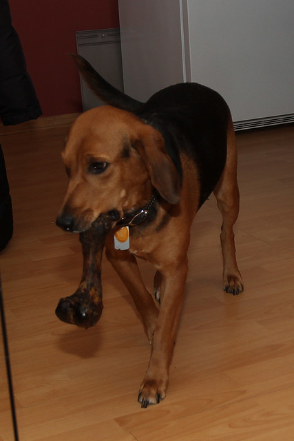 Garth's Christmas Bone