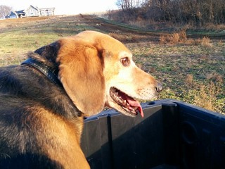 Farm doggin