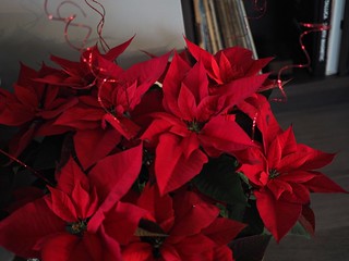 Kari got a giant poinsetta